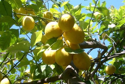 Lemons in Sorrento