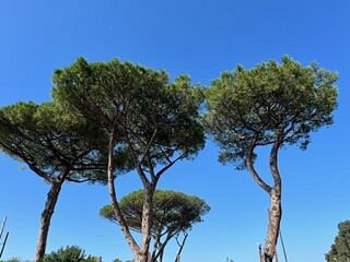 Trees outside Pompeii ruins